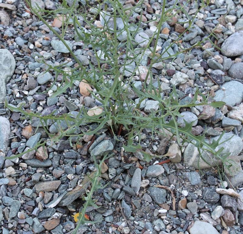 Изображение особи Youngia tenuifolia ssp. altaica.