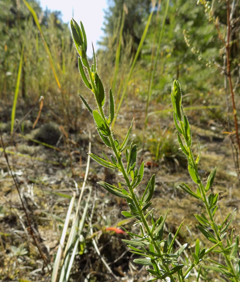 Изображение особи Genista germanica.