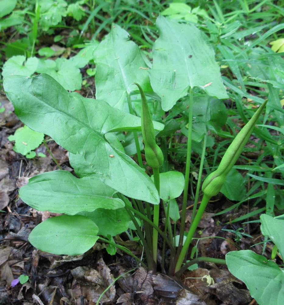 Изображение особи Arum besserianum.