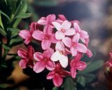 Daphne cneorum