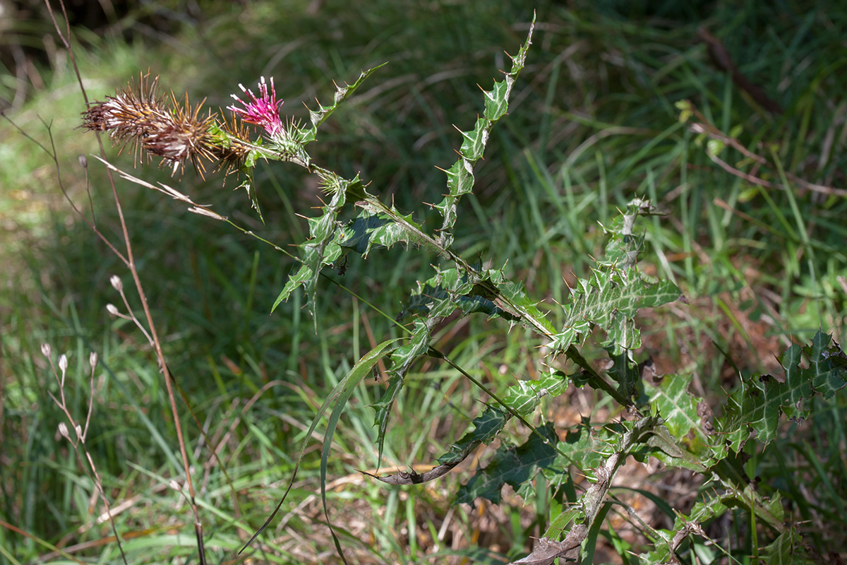 Изображение особи Lamyra stricta.