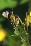 Geranium sylvaticum. Соцветие с завязавшимися плодами (белоцветковая форма, женское растение). Мурманская обл., Кольский р-н, пос. Мурмаши, берег руч. Кротовый. 09.07.2015.