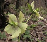 Helleborus caucasicus