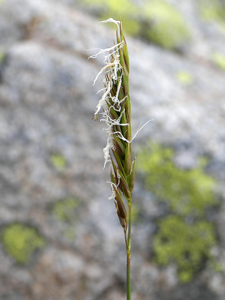 Изображение особи Anthoxanthum alpinum.