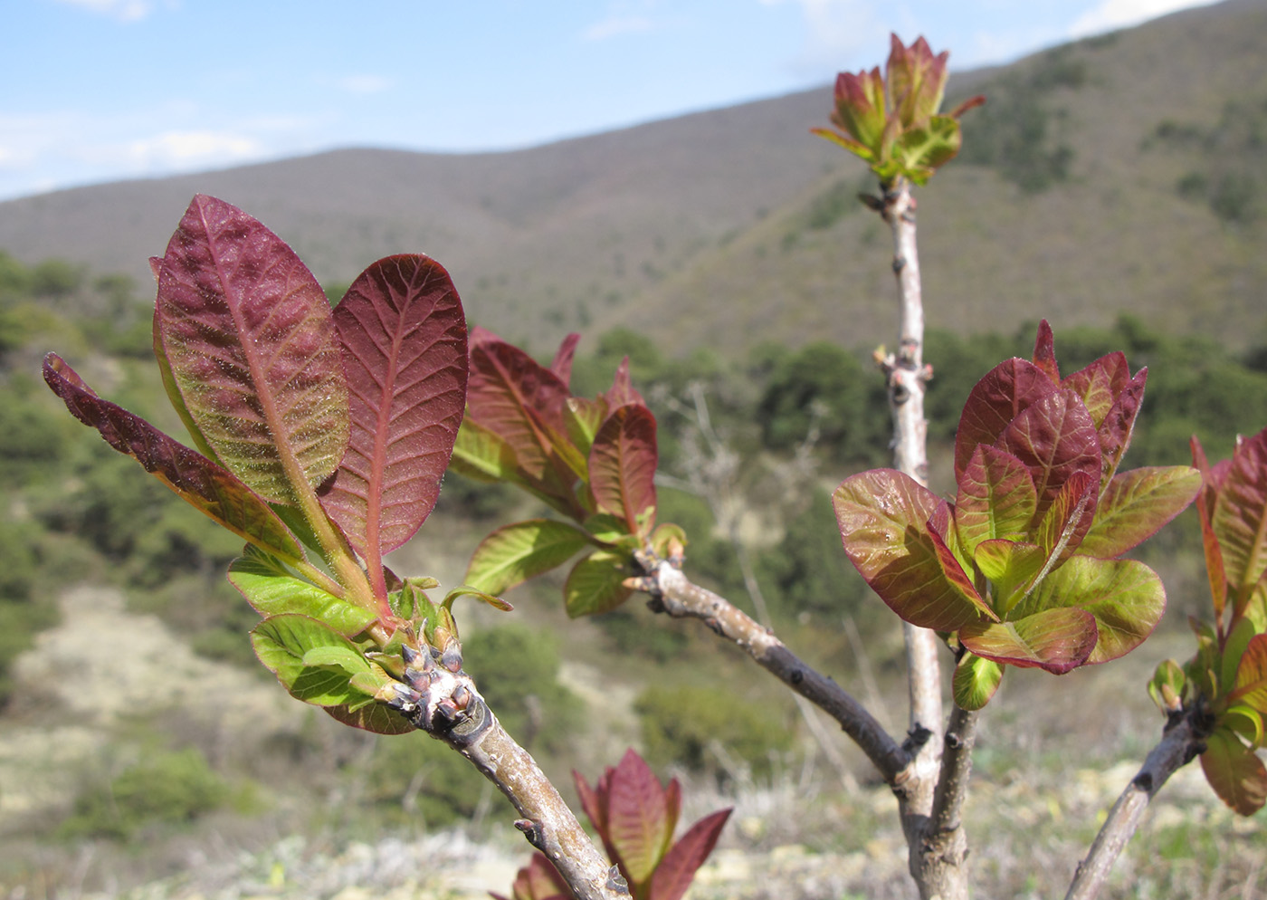 Image of Cotinus coggygria specimen.