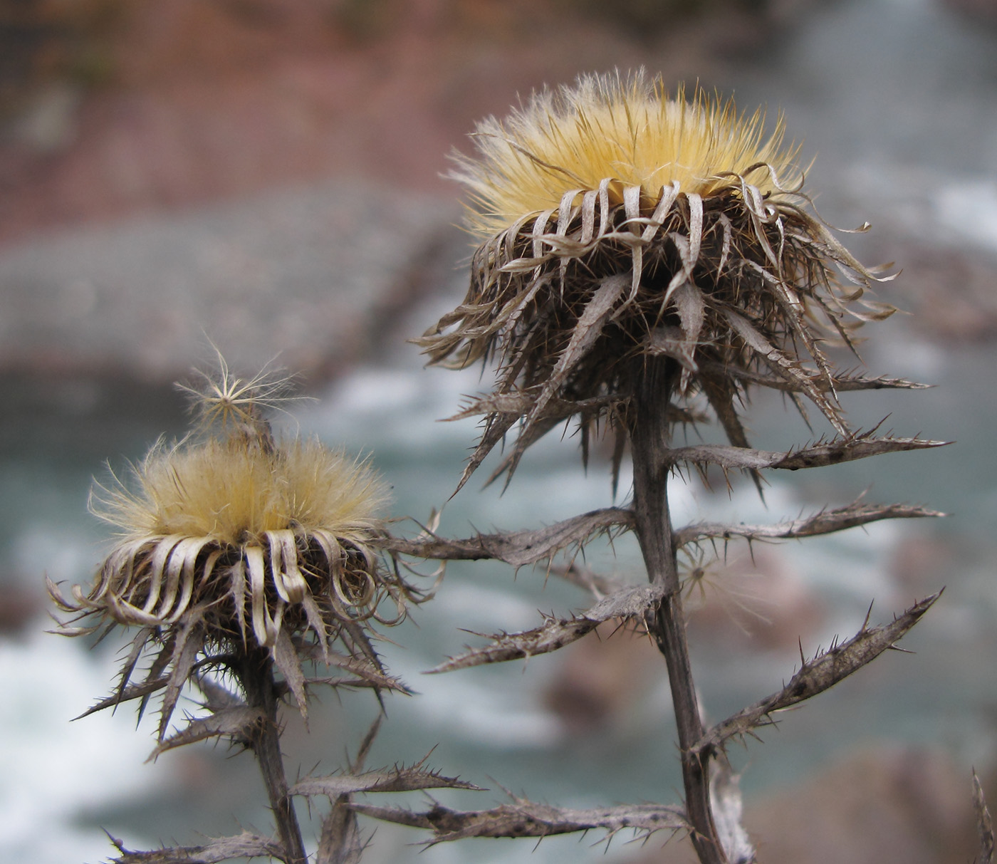 Изображение особи Carlina vulgaris.