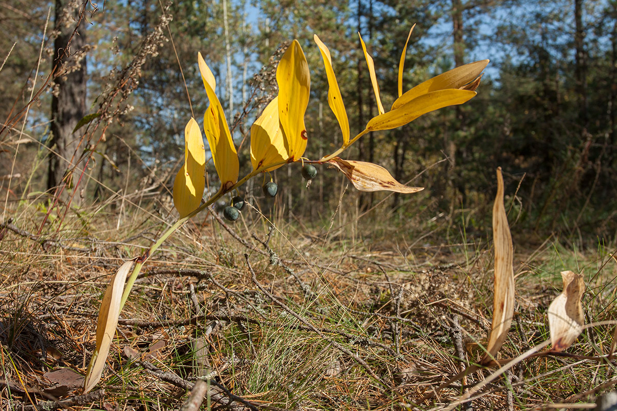 Image of Polygonatum odoratum specimen.