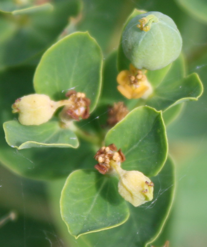 Изображение особи Euphorbia semivillosa.