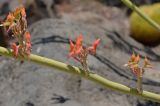 Euphorbia lomelii. Ветка с соцветиями. Израиль, г. Тель-Авив, ботанический сад \"Сад кактусов\". 27.07.2015.