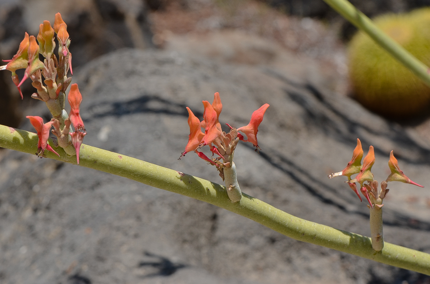 Image of Euphorbia lomelii specimen.