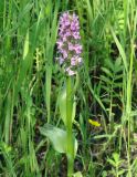 Dactylorhiza incarnata