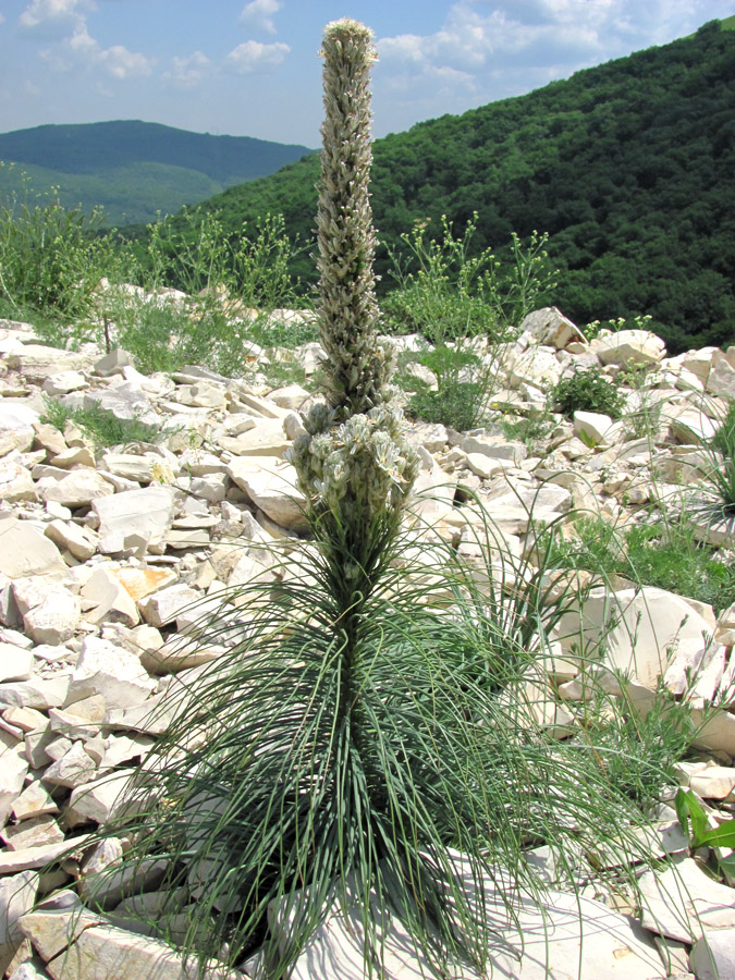 Изображение особи Asphodeline taurica.