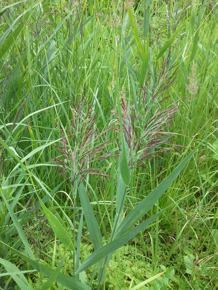 Изображение особи Phragmites australis.