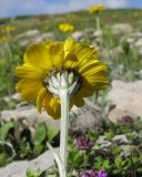 Anthemis marschalliana ssp. pectinata