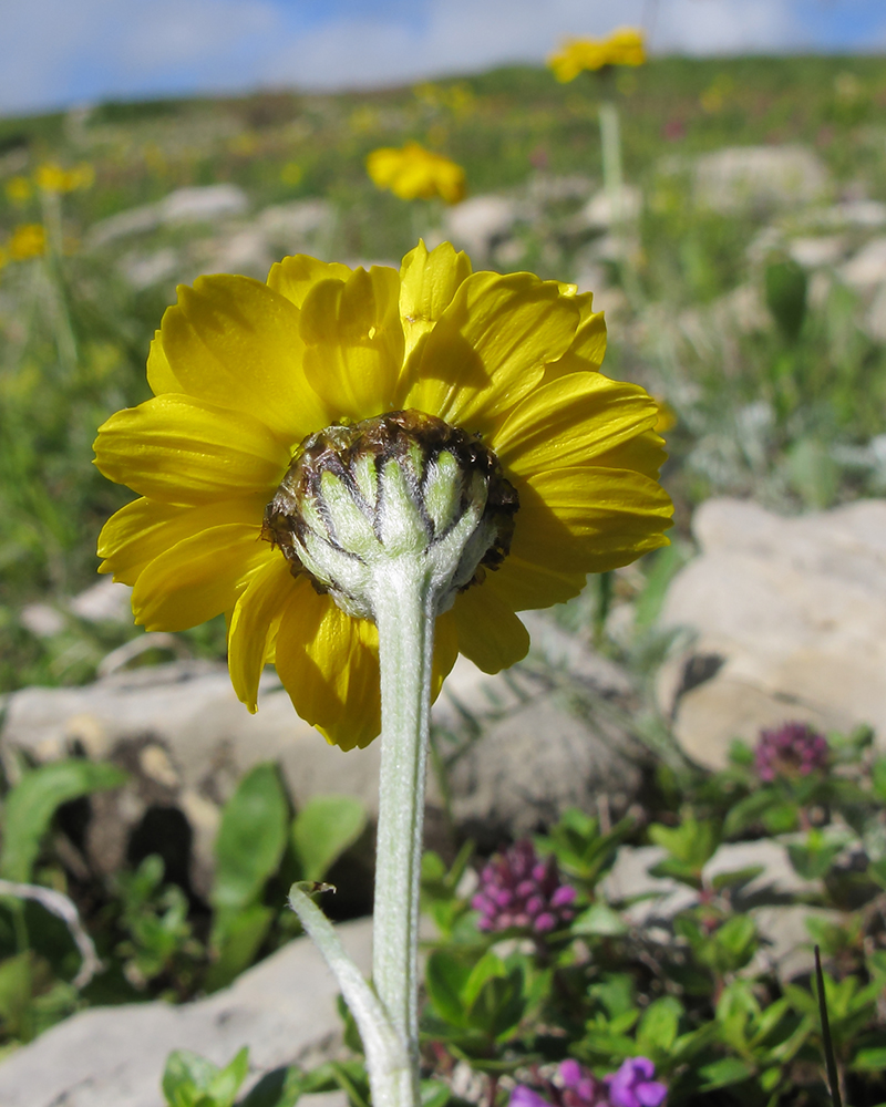 Image of Anthemis marschalliana ssp. pectinata specimen.