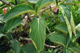 Medinilla cummingii. Листья. Сингапур, Singapore Botanic Gardens. 18.08.2014.