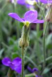 Aubrieta deltoidea. Верхушка побега с цветком. Свердловская обл., окр. г. Североуральск, Второй Северный, в культуре. 27.05.2014.