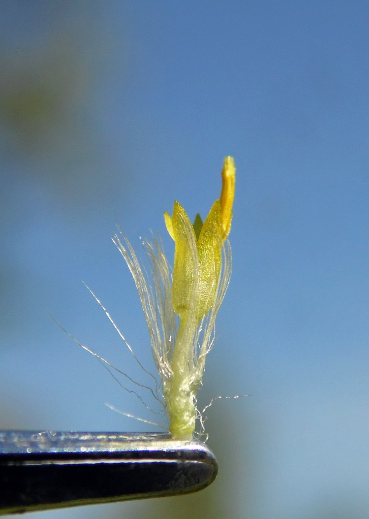 Image of Symphyotrichum × salignum specimen.