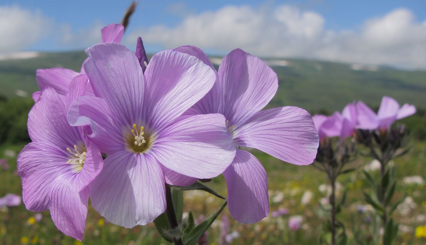 Image of Linum hypericifolium specimen.