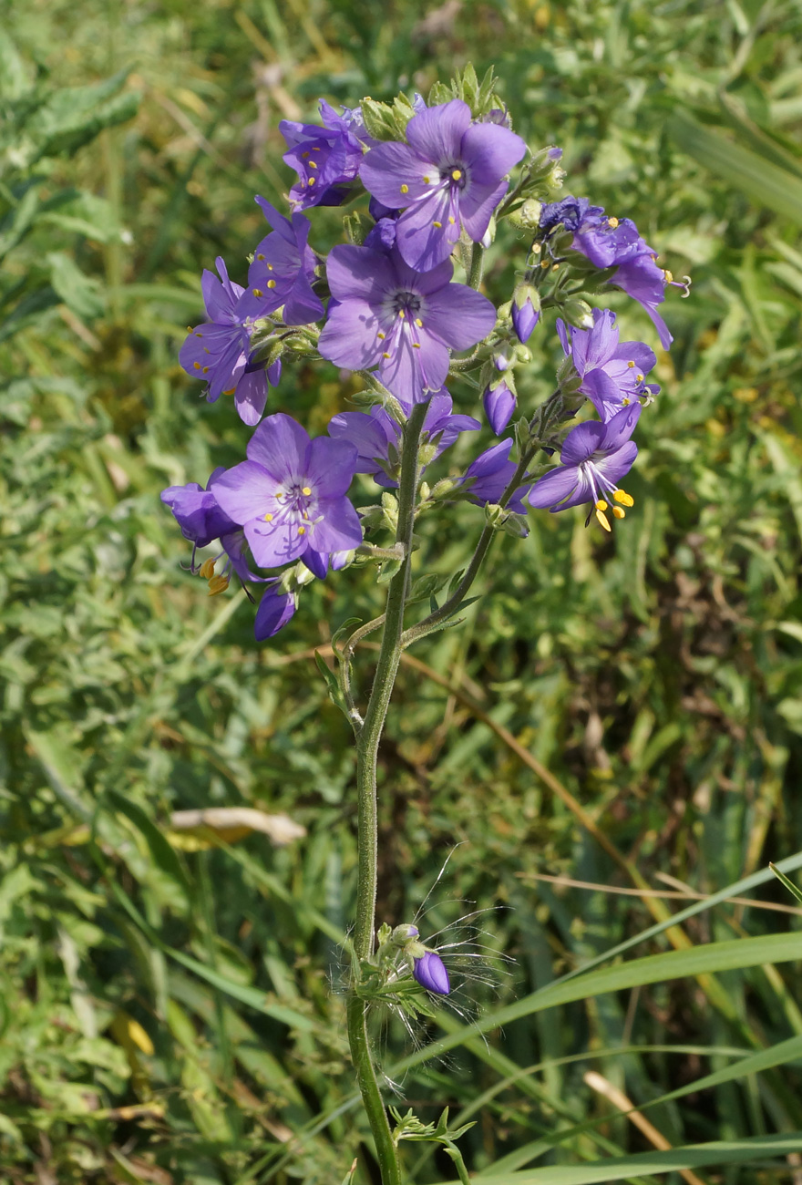 Изображение особи Polemonium caeruleum.