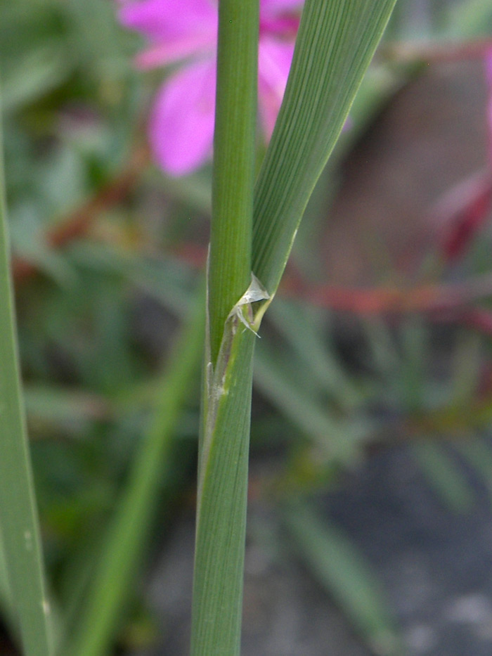 Изображение особи Calamagrostis pseudophragmites.