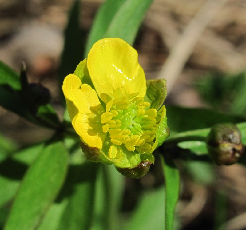 Image of Ranunculus cassubicus specimen.