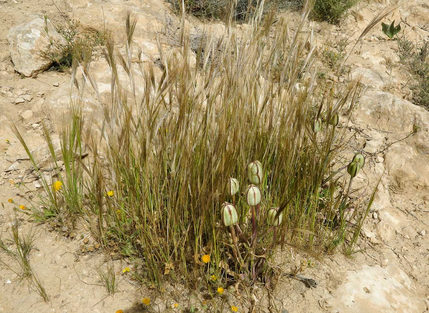 Изображение особи Stipellula capensis.