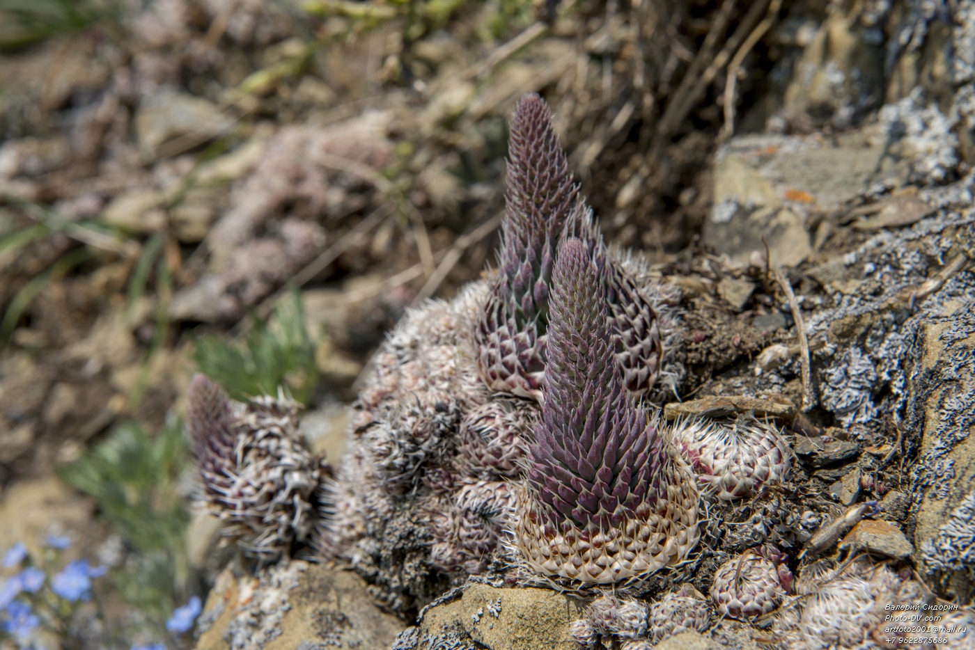 Image of Orostachys spinosa specimen.