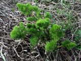 Apiaceae