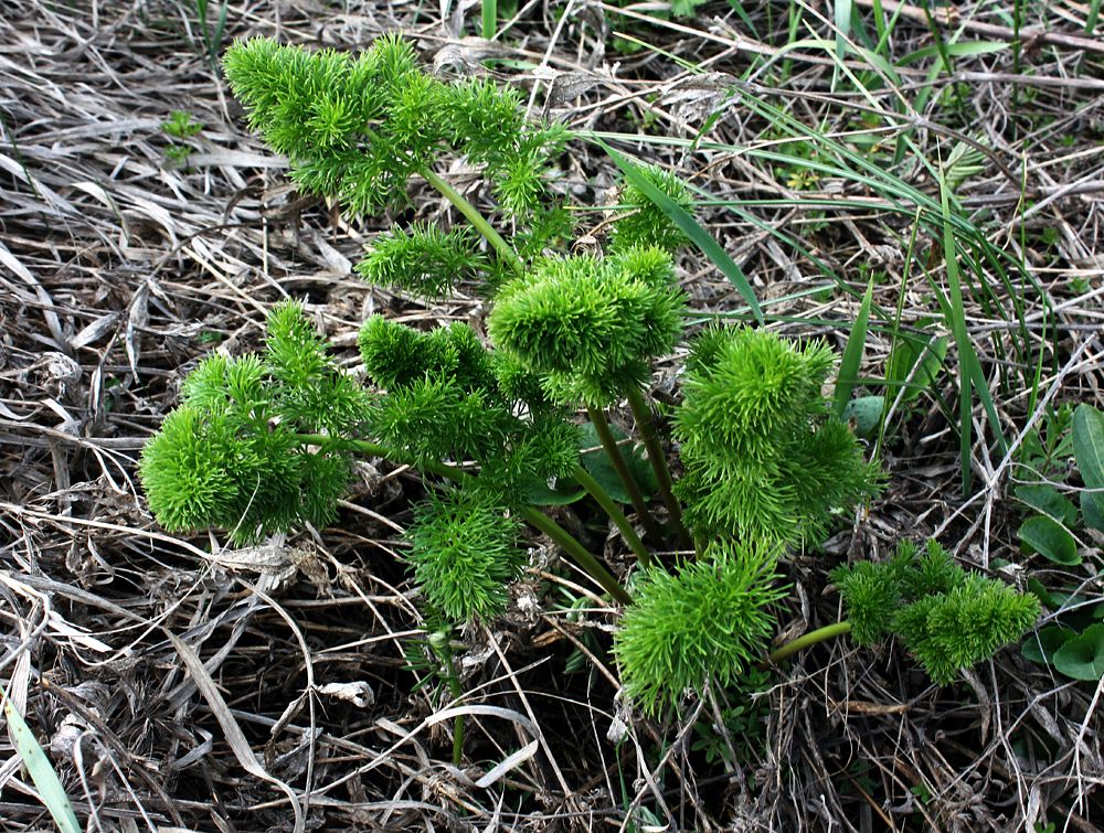 Изображение особи семейство Apiaceae.