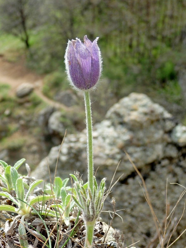 Изображение особи Pulsatilla taurica.