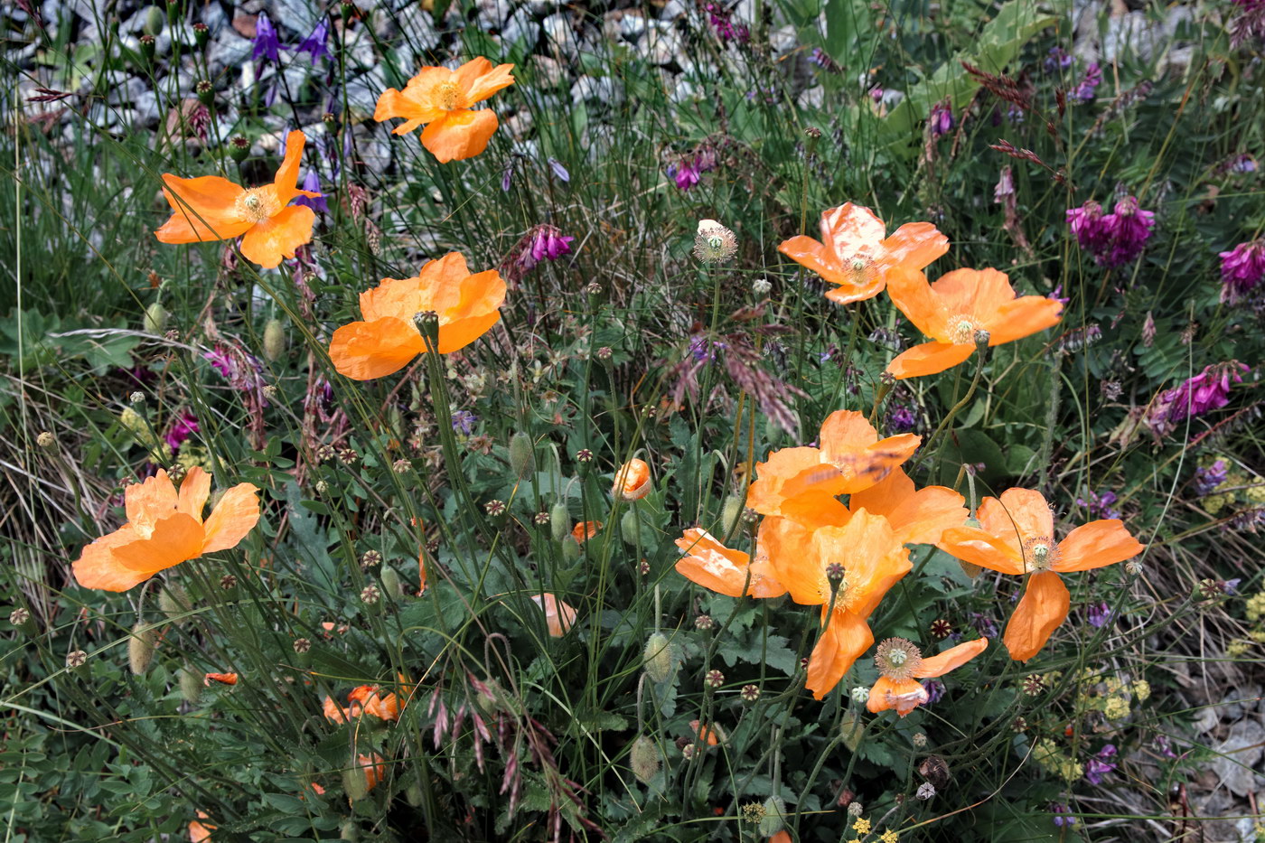 Image of Papaver oreophilum specimen.