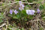 Viola rupestris