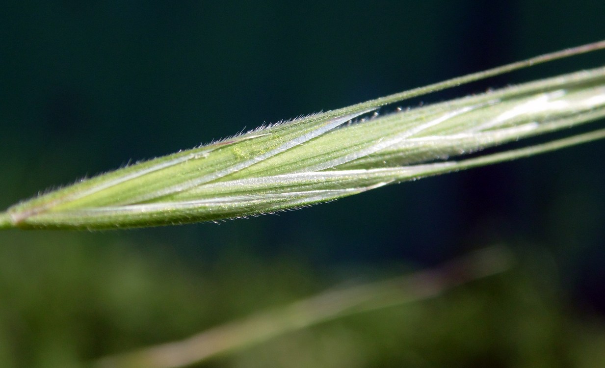 Изображение особи Anisantha sterilis.