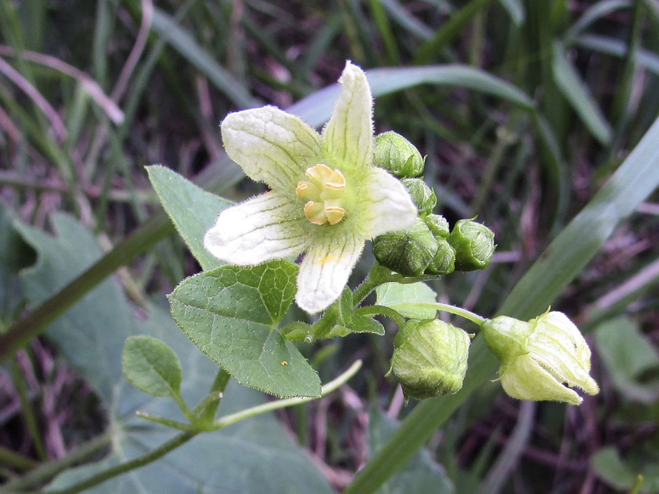 Изображение особи Bryonia dioica.