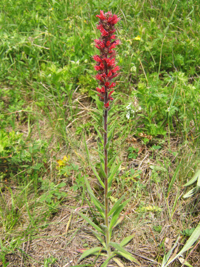 Изображение особи Echium russicum.