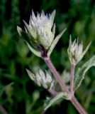 Nepeta parviflora