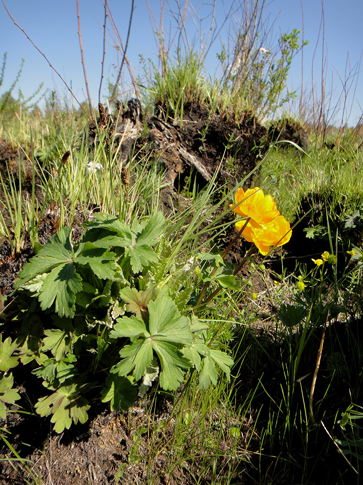 Image of Trollius ircuticus specimen.