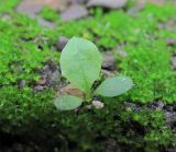 Taraxacum officinale. Ювенильное растение. Краснодарский край, Абинский р-н, во дворе дома. 07.06.2016.