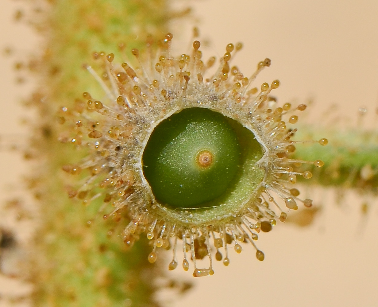 Изображение особи Hyoscyamus desertorum .