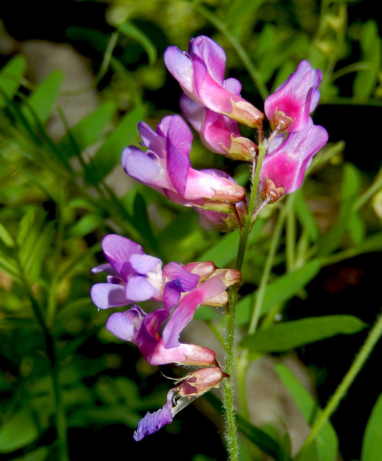 Image of Vicia cassubica specimen.