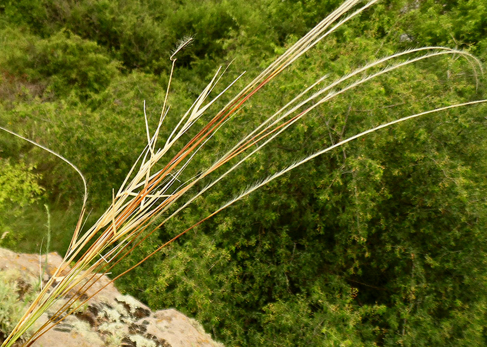 Image of Stipa graniticola specimen.