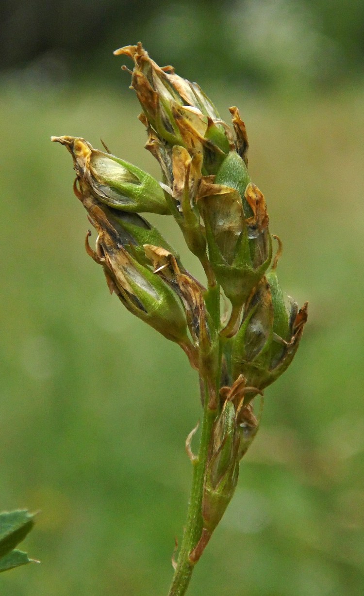 Изображение особи Medicago falcata.