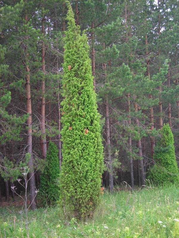 Image of Juniperus communis specimen.