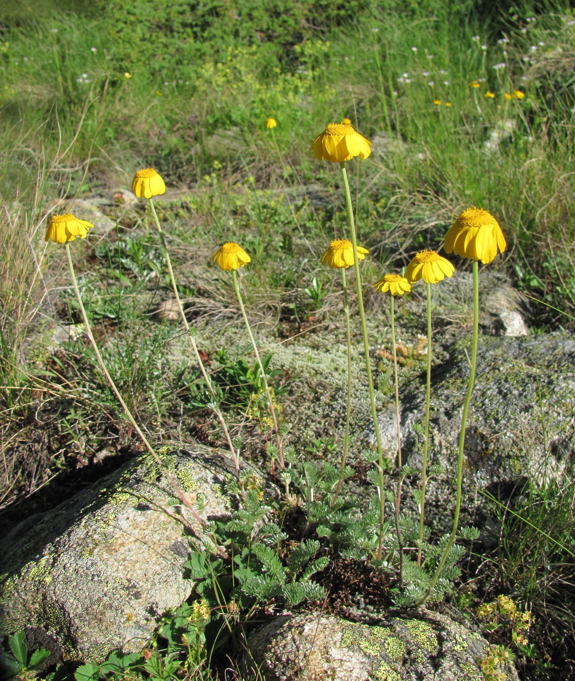 Изображение особи Anthemis marschalliana ssp. pectinata.