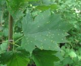 Sorbus torminalis. Лист, поражённый ржавчинным грибом. Краснодарский край, Абинский р-н, гора Западный Папай. 10.07.2016.