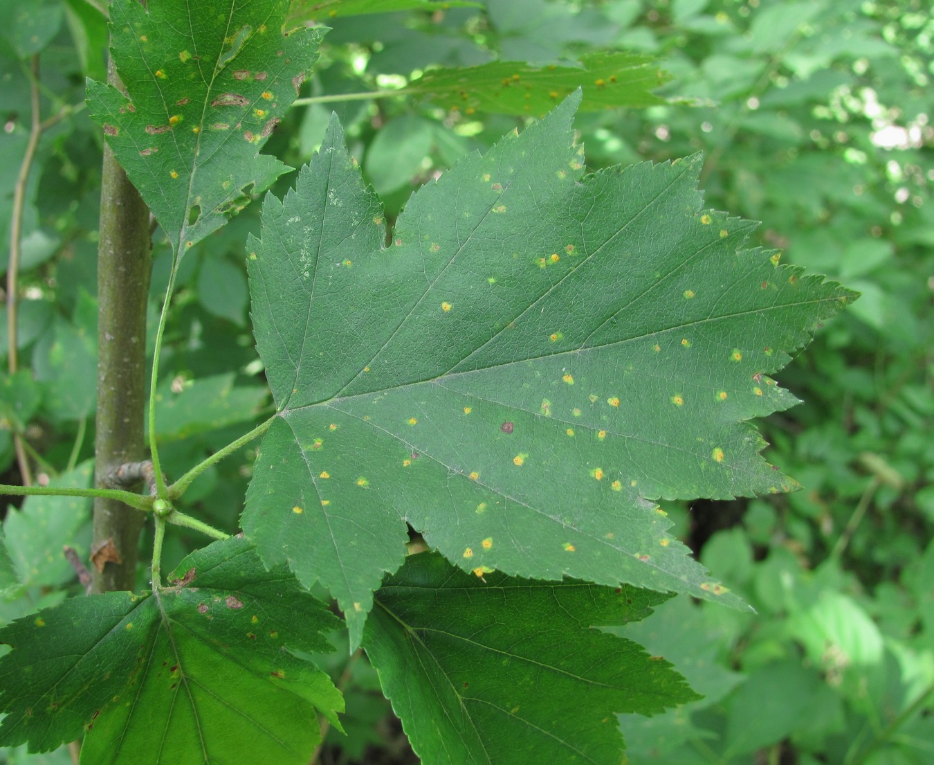 Image of Sorbus torminalis specimen.