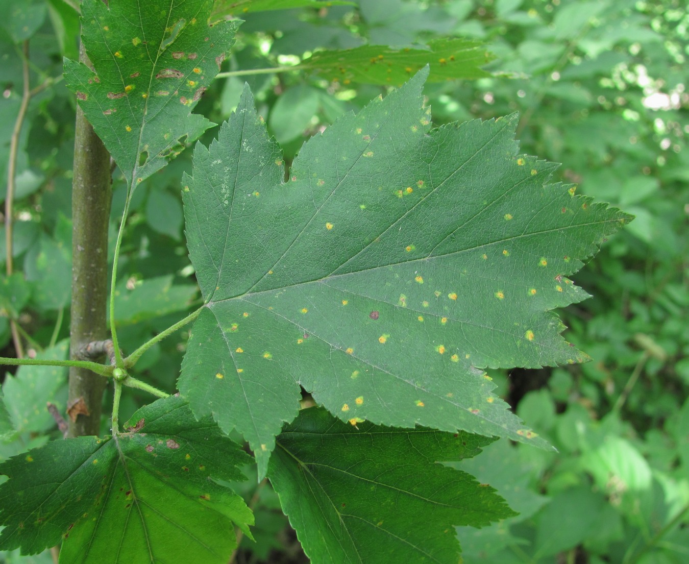 Изображение особи Sorbus torminalis.