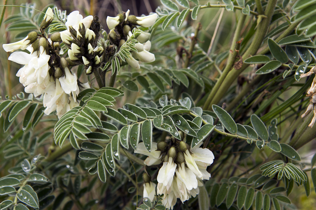 Image of Erophaca baetica ssp. orientalis specimen.