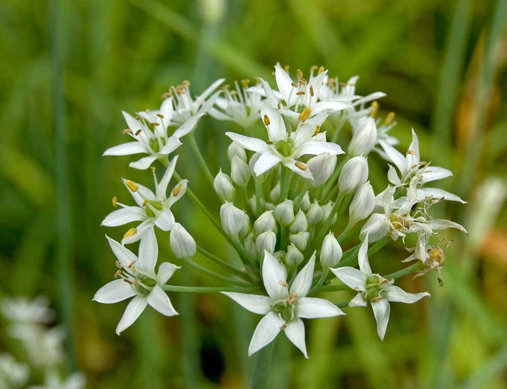 Image of Allium ramosum specimen.